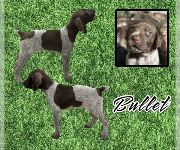 Medium Photo #1 German Shorthaired Pointer Puppy For Sale in CORPUS CHRISTI, TX, USA