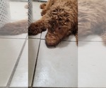 Small Photo #14 Goldendoodle Puppy For Sale in ADELANTO, CA, USA