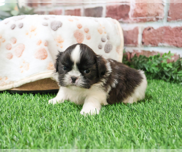 Medium Photo #16 Shih Tzu Puppy For Sale in SYRACUSE, IN, USA