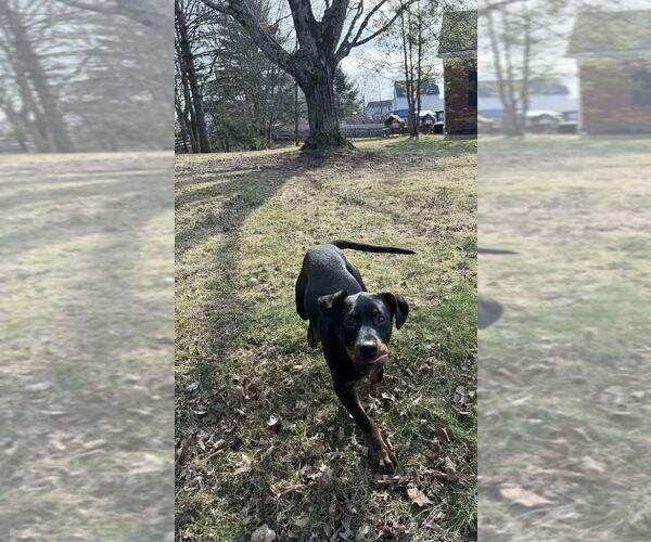 Medium Photo #3 Rottweiler-Unknown Mix Puppy For Sale in Aurora, IN, USA