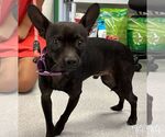 Small #1 Chihuahua Mix