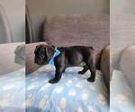 Small Photo #18 French Bulldog Puppy For Sale in FONTANA, CA, USA
