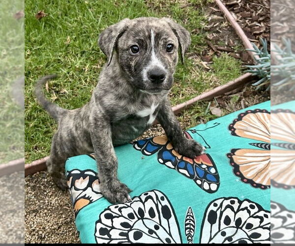 Medium Photo #4 Plott Hound-Unknown Mix Puppy For Sale in San Juan Capistrano, CA, USA