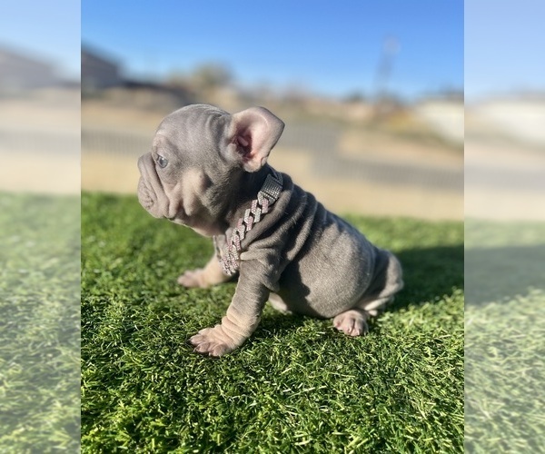 Medium Photo #6 French Bulldog Puppy For Sale in WEST HOLLYWOOD, CA, USA