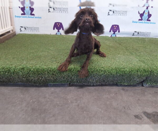 Medium Photo #1 Cocker Spaniel Puppy For Sale in Orlando, FL, USA