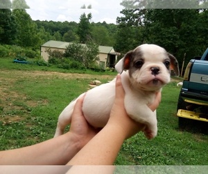 American Bully-French Bulldog Mix Puppy for sale in CENTERVILLE, TN, USA
