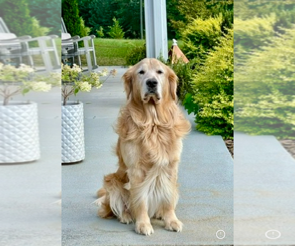 Medium Photo #1 English Cream Golden Retriever Puppy For Sale in DAWSONVILLE, GA, USA