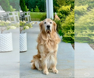 Father of the English Cream Golden Retriever puppies born on 03/16/2025