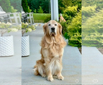 Small Photo #1 English Cream Golden Retriever Puppy For Sale in DAWSONVILLE, GA, USA