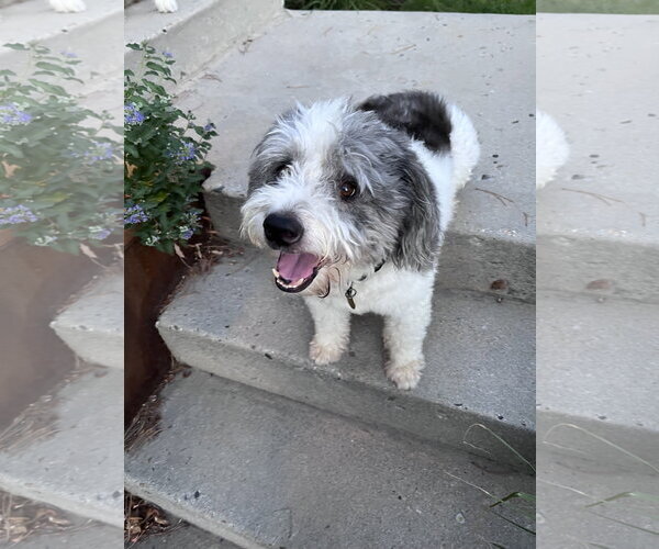 Medium Photo #7 Mutt Puppy For Sale in Sandy, UT, USA