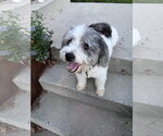 Small #6 Mutt