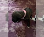 Small #1 Boxer