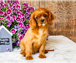 Puppy Logan Cavalier King Charles Spaniel