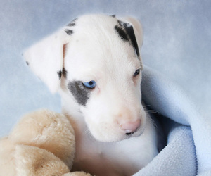 Great Dane Puppy for sale in NOCONA, TX, USA