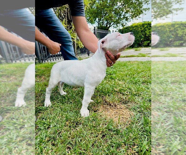 Medium Photo #10 Dogo Argentino Puppy For Sale in MIAMI, FL, USA