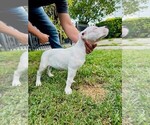 Small Photo #10 Dogo Argentino Puppy For Sale in MIAMI, FL, USA