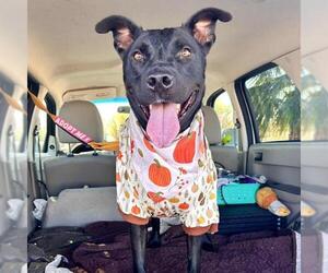Labrador Retriever-Unknown Mix Dogs for adoption in Las Vegas, NV, USA