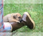Small #2 Boerboel