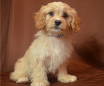 Puppy 1 Cavapoo
