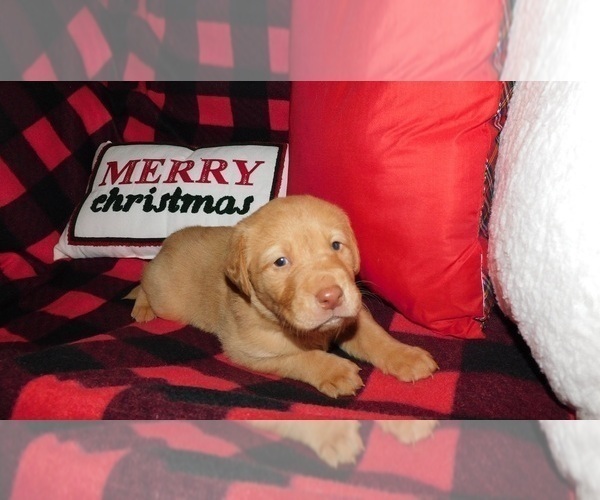 Medium Photo #5 Labrador Retriever Puppy For Sale in NEENAH, WI, USA
