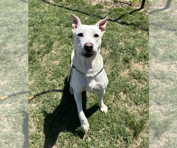 Medium Photo #4 Labrenees Puppy For Sale in Evansville, IN, USA