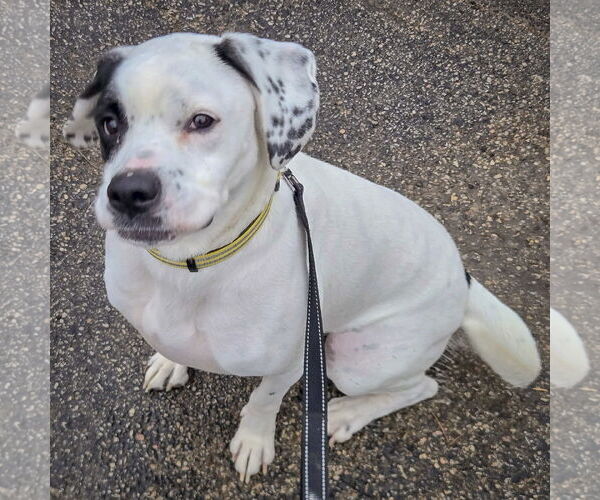 Medium Photo #3 Boxer-Pointer Mix Puppy For Sale in Huntley, IL, USA