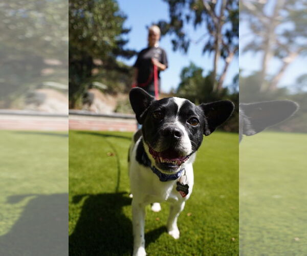 Medium Photo #9 Boston Terrier-Unknown Mix Puppy For Sale in Huntington Beach, CA, USA