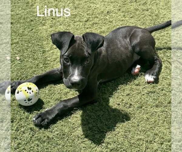 Medium Photo #2 Bullboxer Pit Puppy For Sale in Gilberts, IL, USA