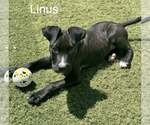 Small Photo #2 Bullboxer Pit Puppy For Sale in Gilberts, IL, USA