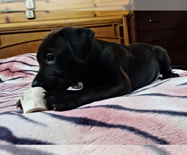 Medium Photo #4 Rottweiler-Rottweiler-American Pit Bull Terrier Mix Puppy For Sale in ROSEBURG, OR, USA