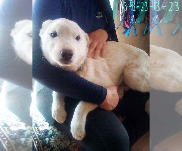 Medium Photo #13 Mutt Puppy For Sale in Apple Valley, CA, USA