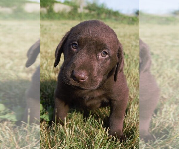 Medium Photo #4 Labrador Retriever Puppy For Sale in SOUTH WAYNE, WI, USA