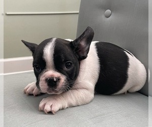 French Bulldog Puppy for sale in JOHNS ISLAND, SC, USA