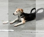 Small #5 Siberian Husky Mix