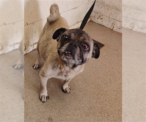 Pug Dogs for adoption in San Bernardino, CA, USA