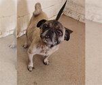 BONITA - Female Pug Dog for Adoption - Small photo