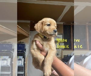 Golden Retriever Puppy for sale in STKN, CA, USA