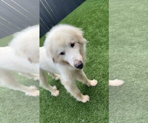 Great Pyrenees Dogs for adoption in Mount Pleasant, SC, USA