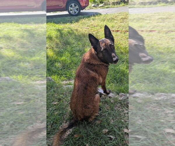 Medium Photo #2 Mutt Puppy For Sale in Imlay City, MI, USA