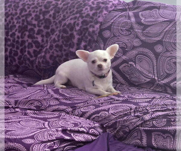 Medium Photo #5 Chihuahua Puppy For Sale in Plantation, FL, USA