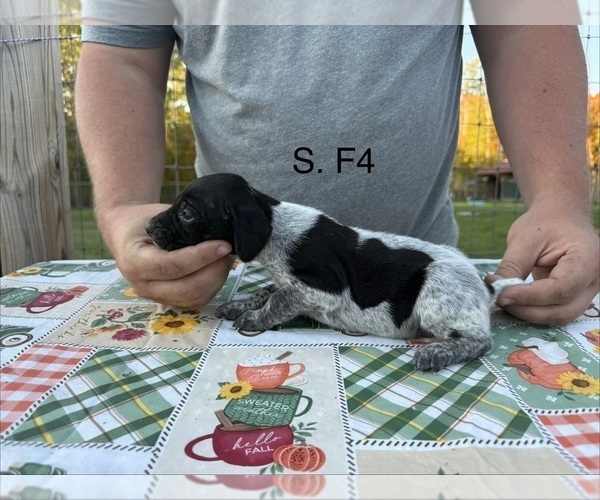 Medium Photo #11 German Shorthaired Pointer Puppy For Sale in ARGONNE, WI, USA