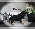 Small #9 Cavalier King Charles Spaniel