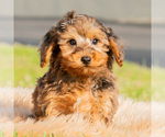 Small #5 Yorkipoo