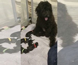 Mother of the Doberman Pinscher-Goldendoodle Mix puppies born on 04/02/2026