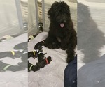 Small Photo #1 Doberman Pinscher-Goldendoodle Mix Puppy For Sale in WEATHERFORD, TX, USA