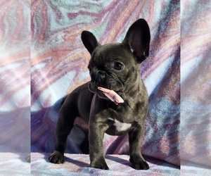 French Bulldog Puppy for Sale in EVERETT, Washington USA