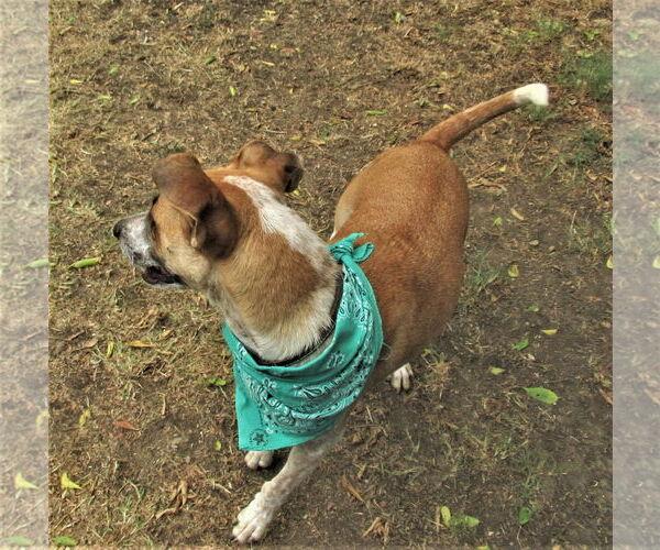 Medium Photo #4 Catahoula Leopard Dog-Unknown Mix Puppy For Sale in Godley, TX, USA