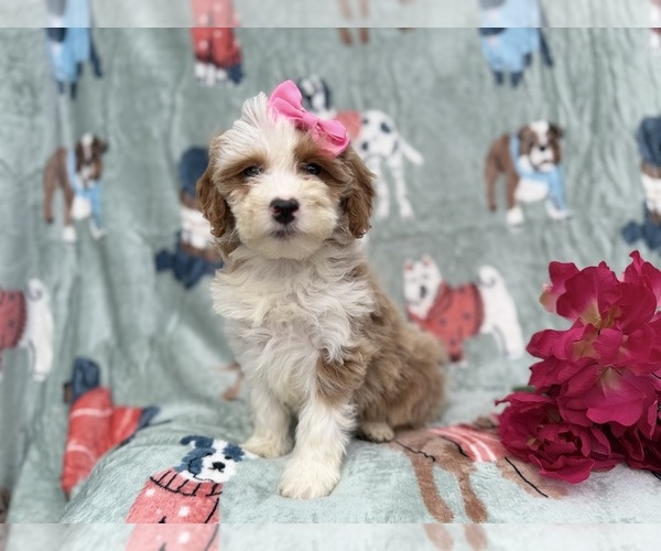 Medium Photo #6 Cock-A-Poo Puppy For Sale in LAKELAND, FL, USA