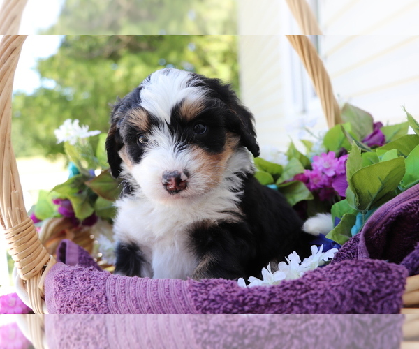 Medium Photo #2 Miniature Bernedoodle Puppy For Sale in SHILOH, OH, USA