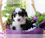 Small Photo #2 Miniature Bernedoodle Puppy For Sale in SHILOH, OH, USA